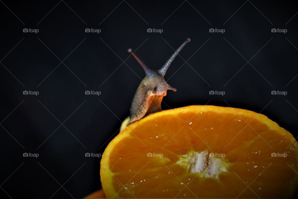 Garden snail enjoying a fresh and juicy orange tangarine low key portrait with black background