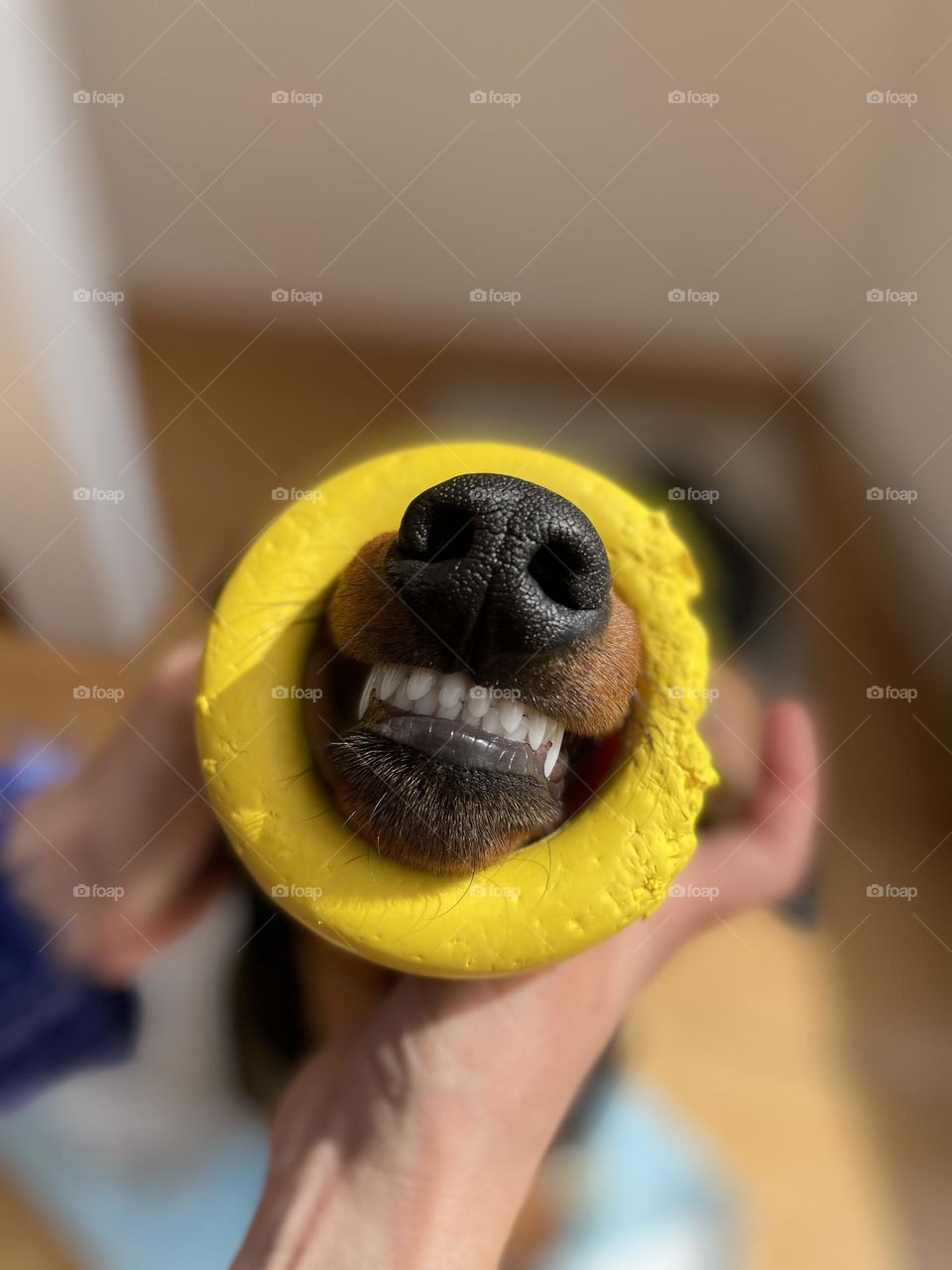 Smiling dog 