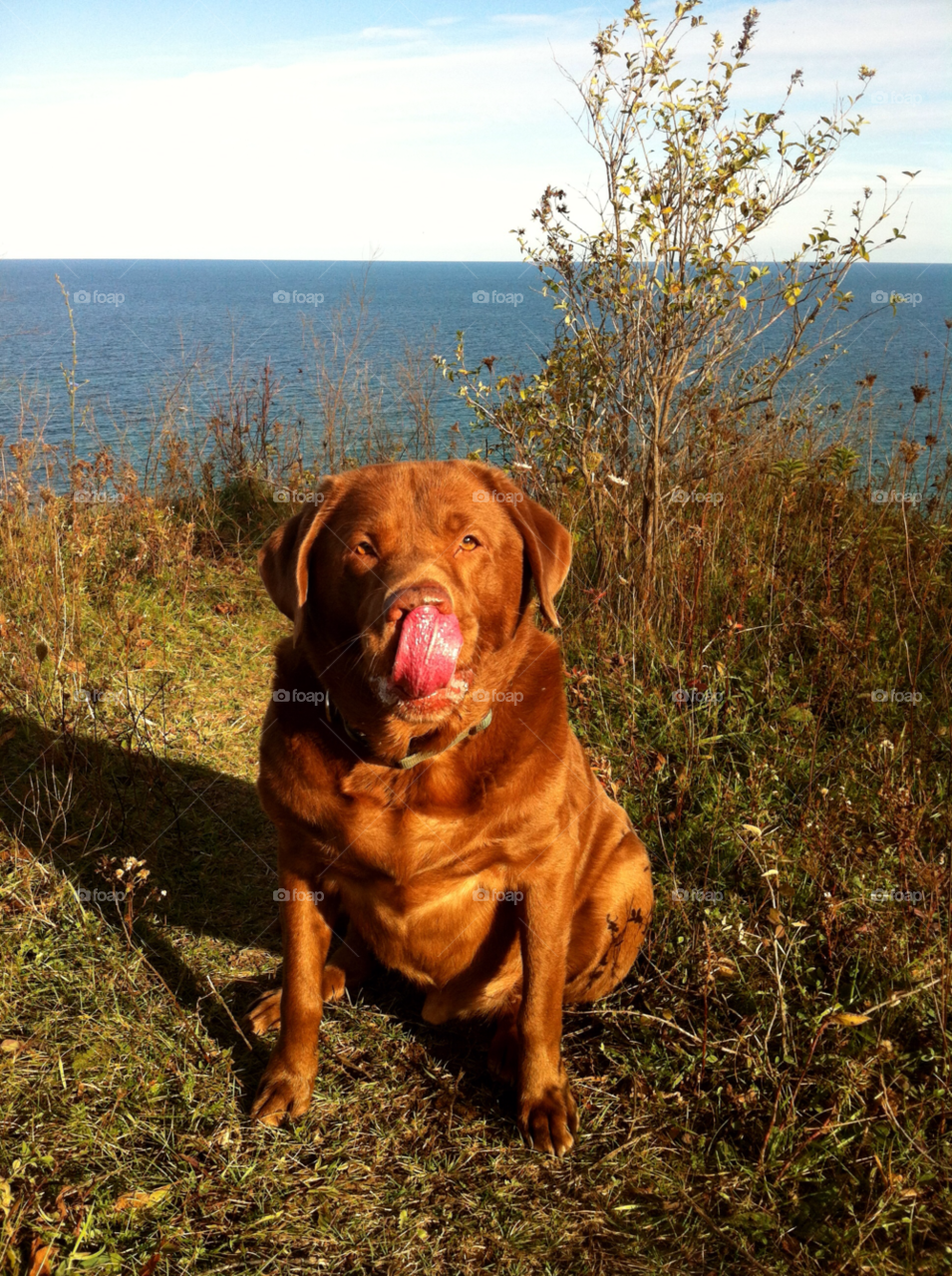 oak creek chocolate hiking labrador by doug414