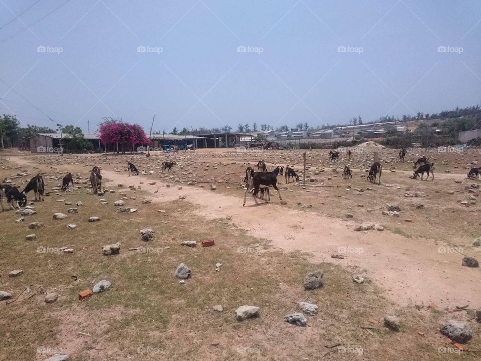 Landscape, Desert, Mammal, Dust, No Person