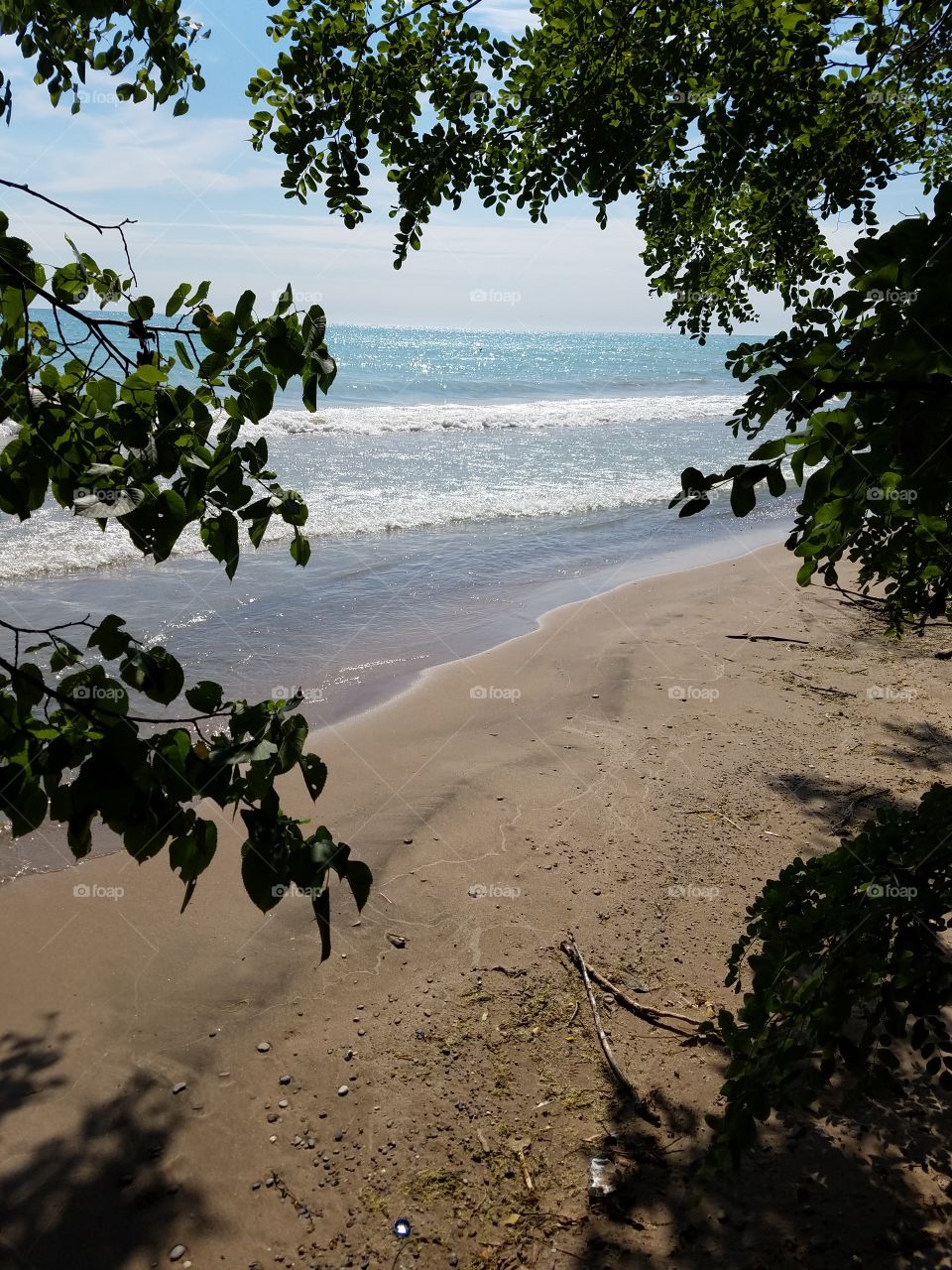 Trees on beach