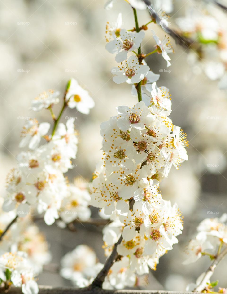 White flowers