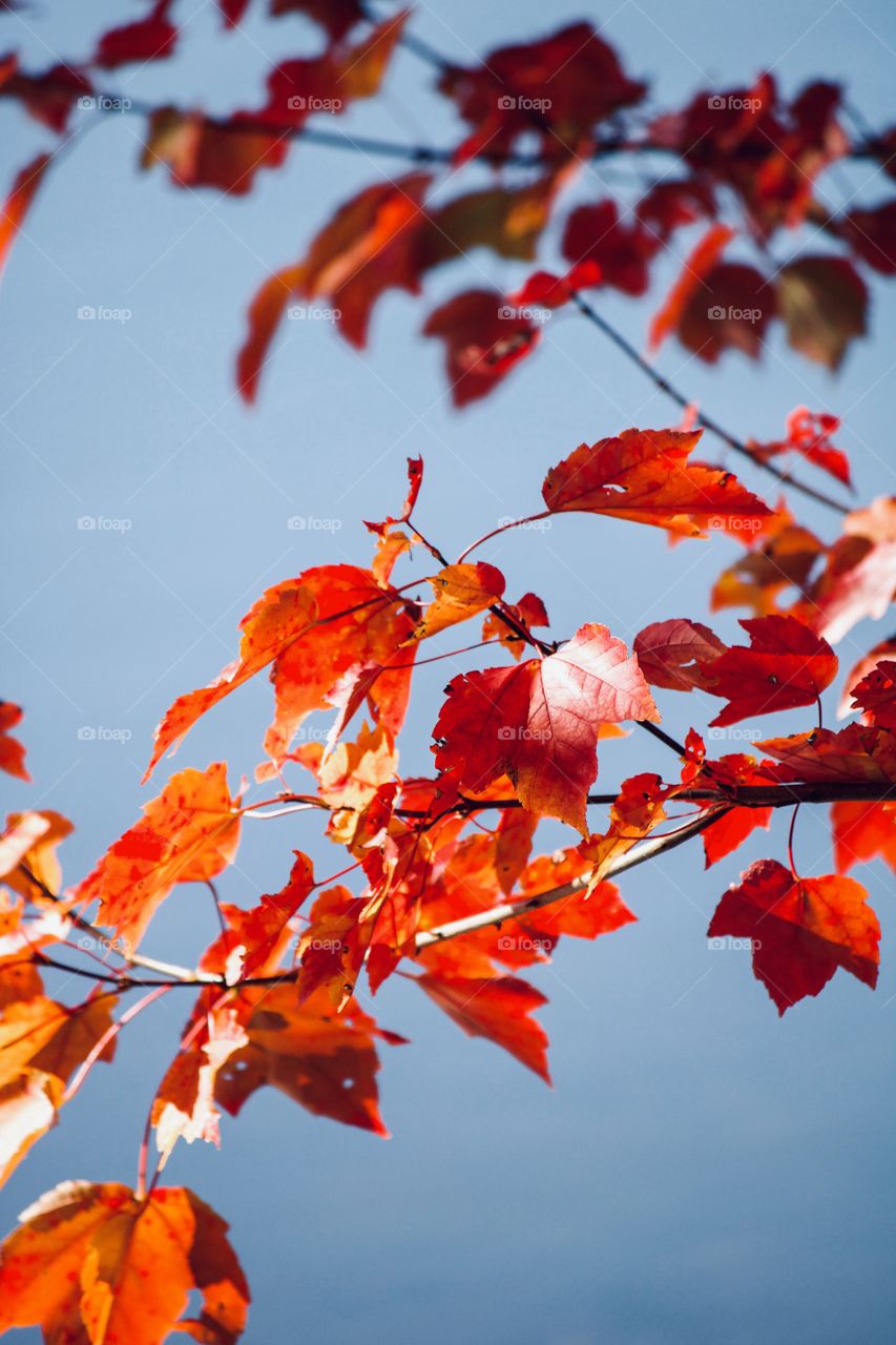 Autumn foliage 