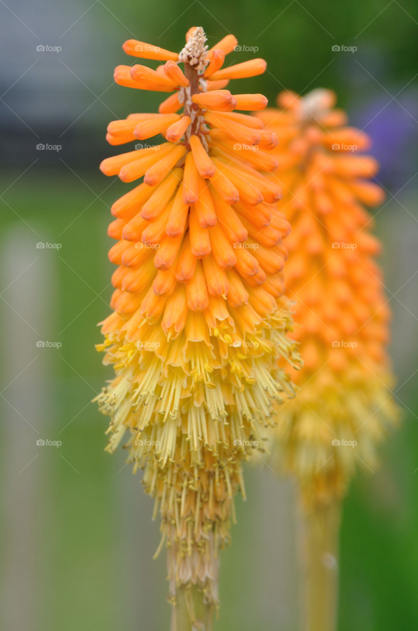 Blume, gelb & orange, Garten, Wiese, Natur