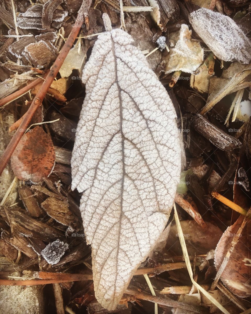 Frosty leaf 2