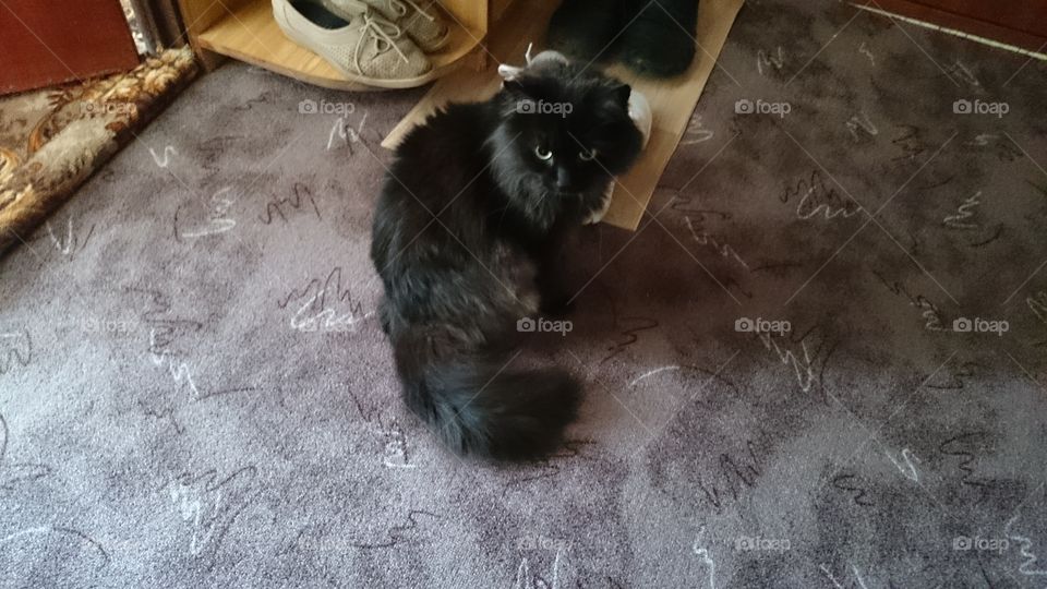 Black persian cat on the carpet