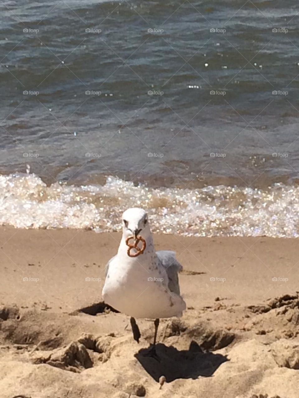 Seagull with  a Pretzel