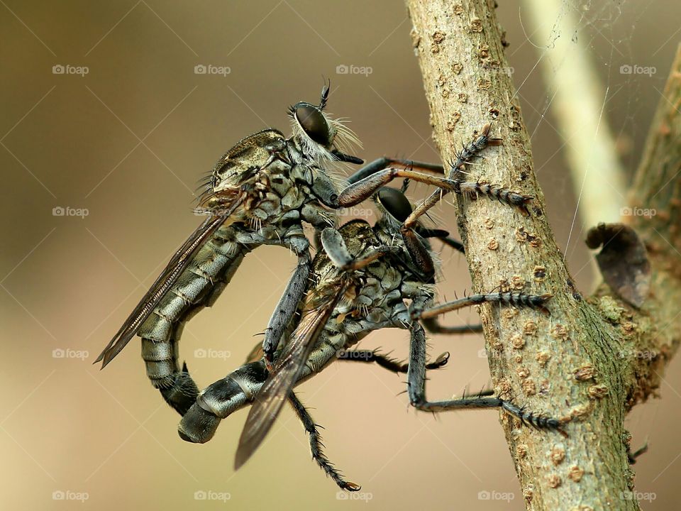 Mating Robberflies