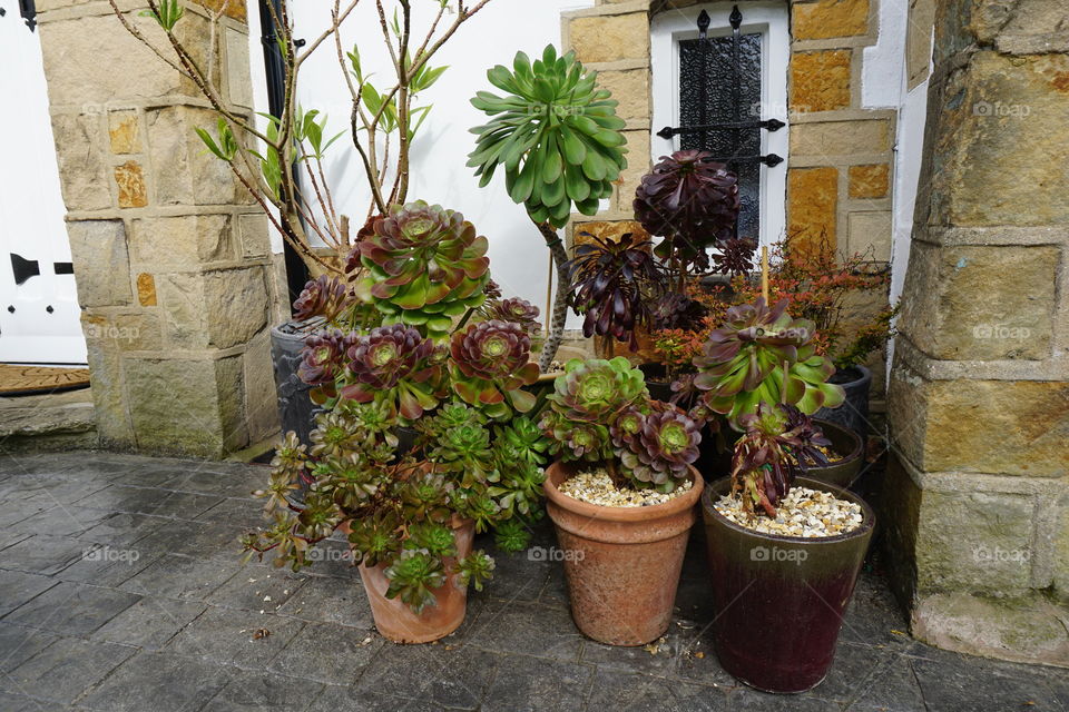 A collection of container plants 