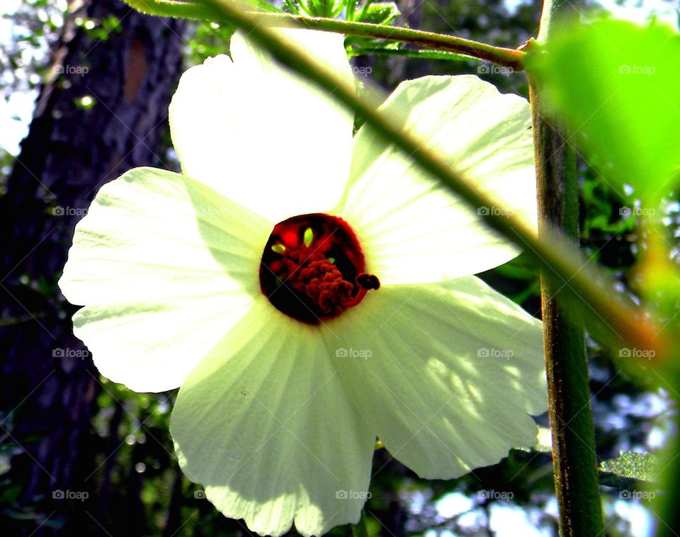 Nature flower