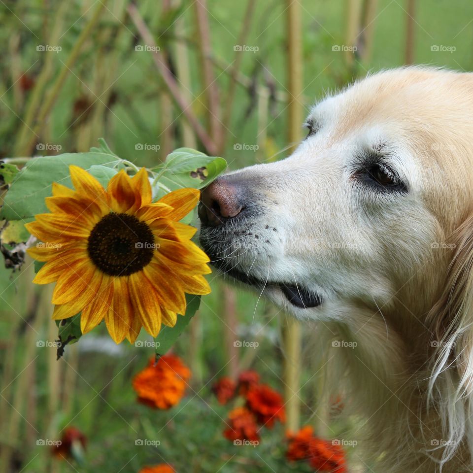 we have sunflowers on a cloudy day and Kaci thinks they are beautiful
