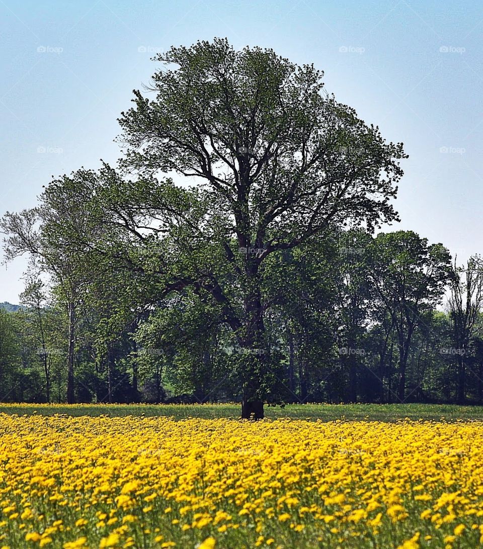 Tree standing in field of yellow