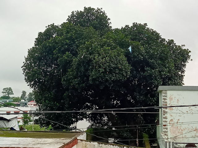 Jackfruit tree (Artocarpus heterophyllus)