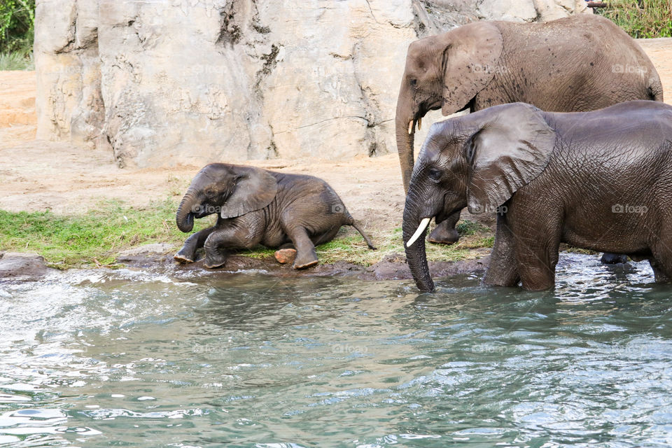 Elephant Herd