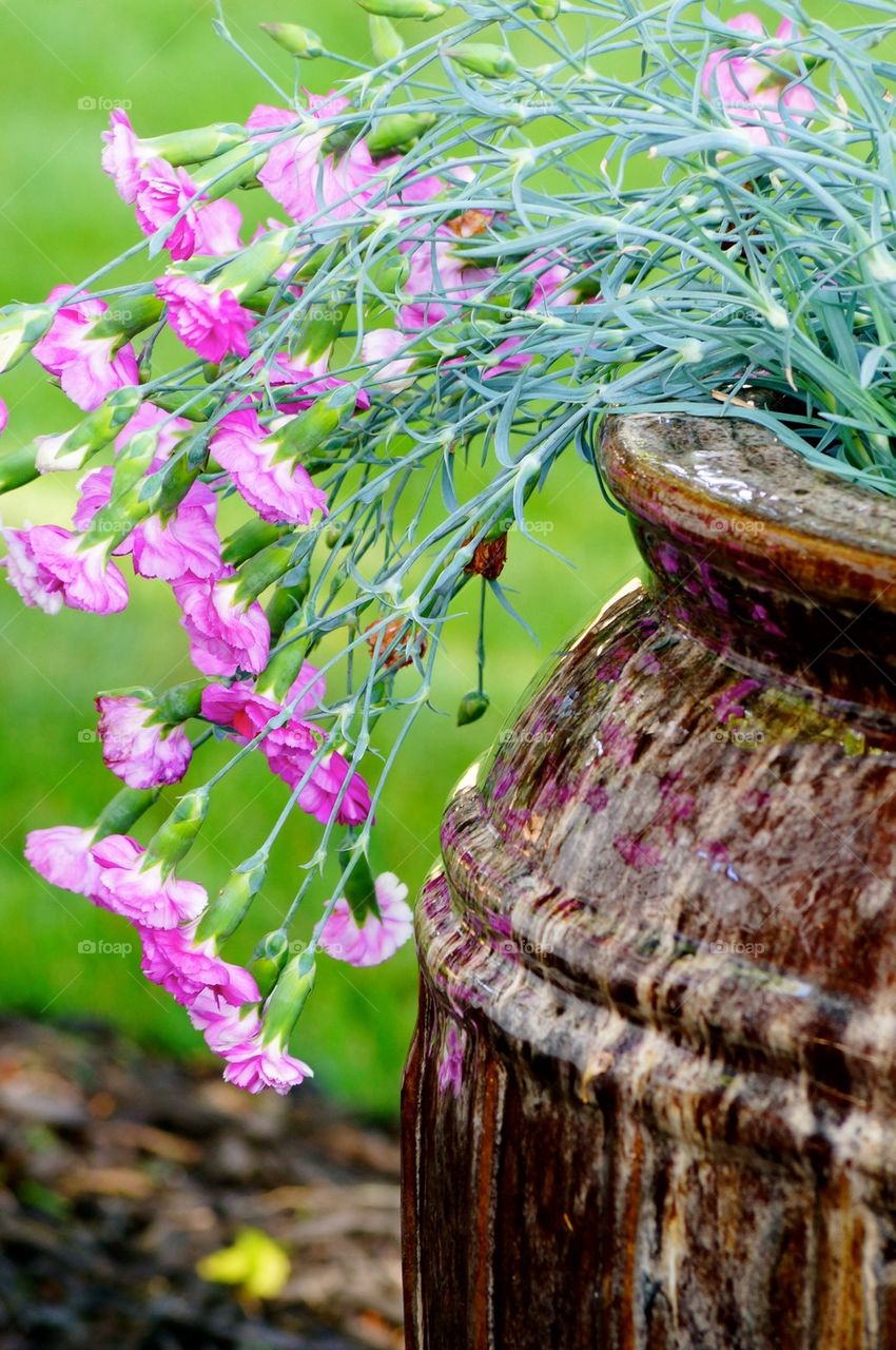Flowers in the flower pot