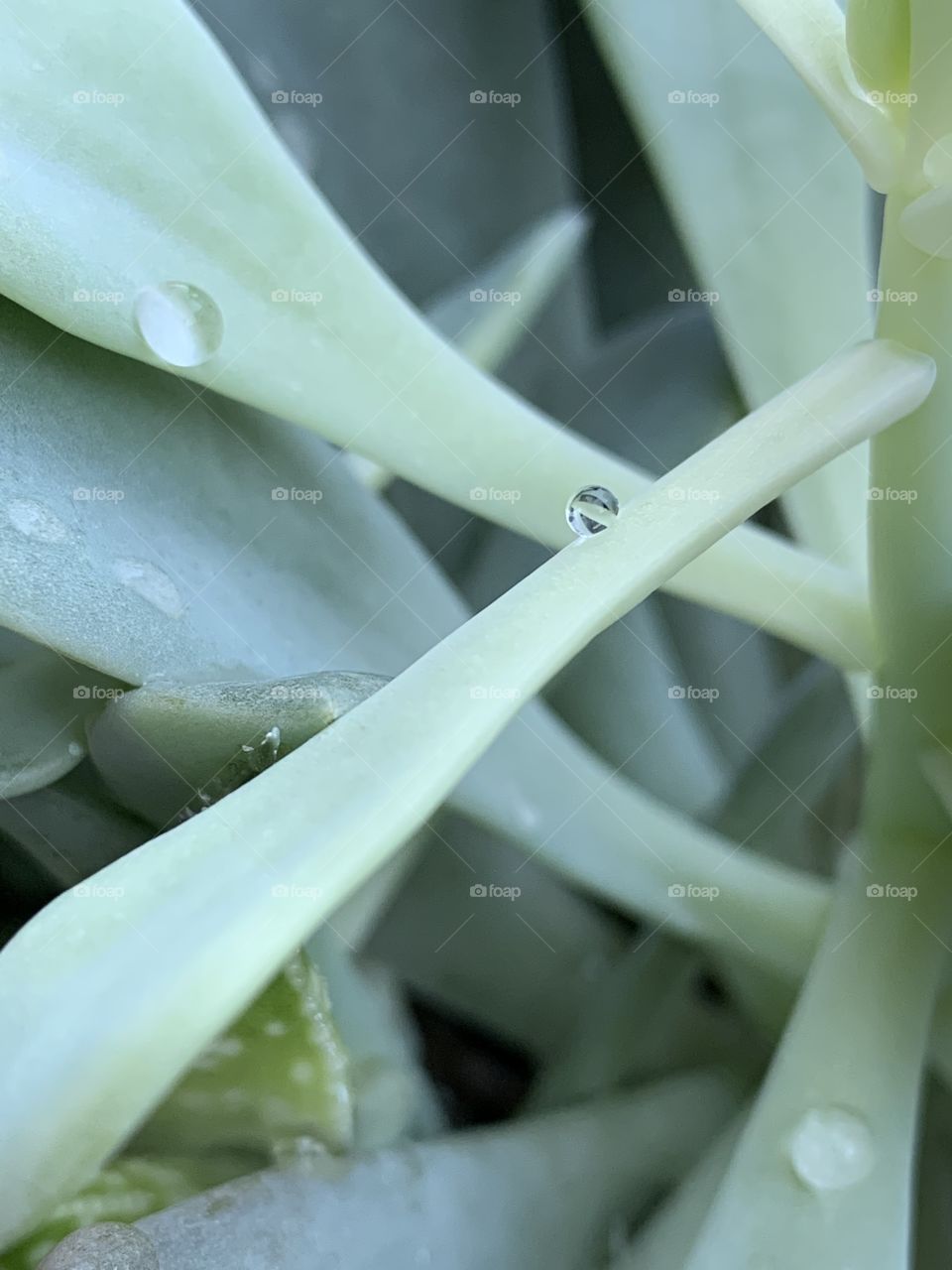 I love succulents. Varying shades of green. They all look beautiful together. They pair well with stone and wood. Droplets of water sit lovely on them.