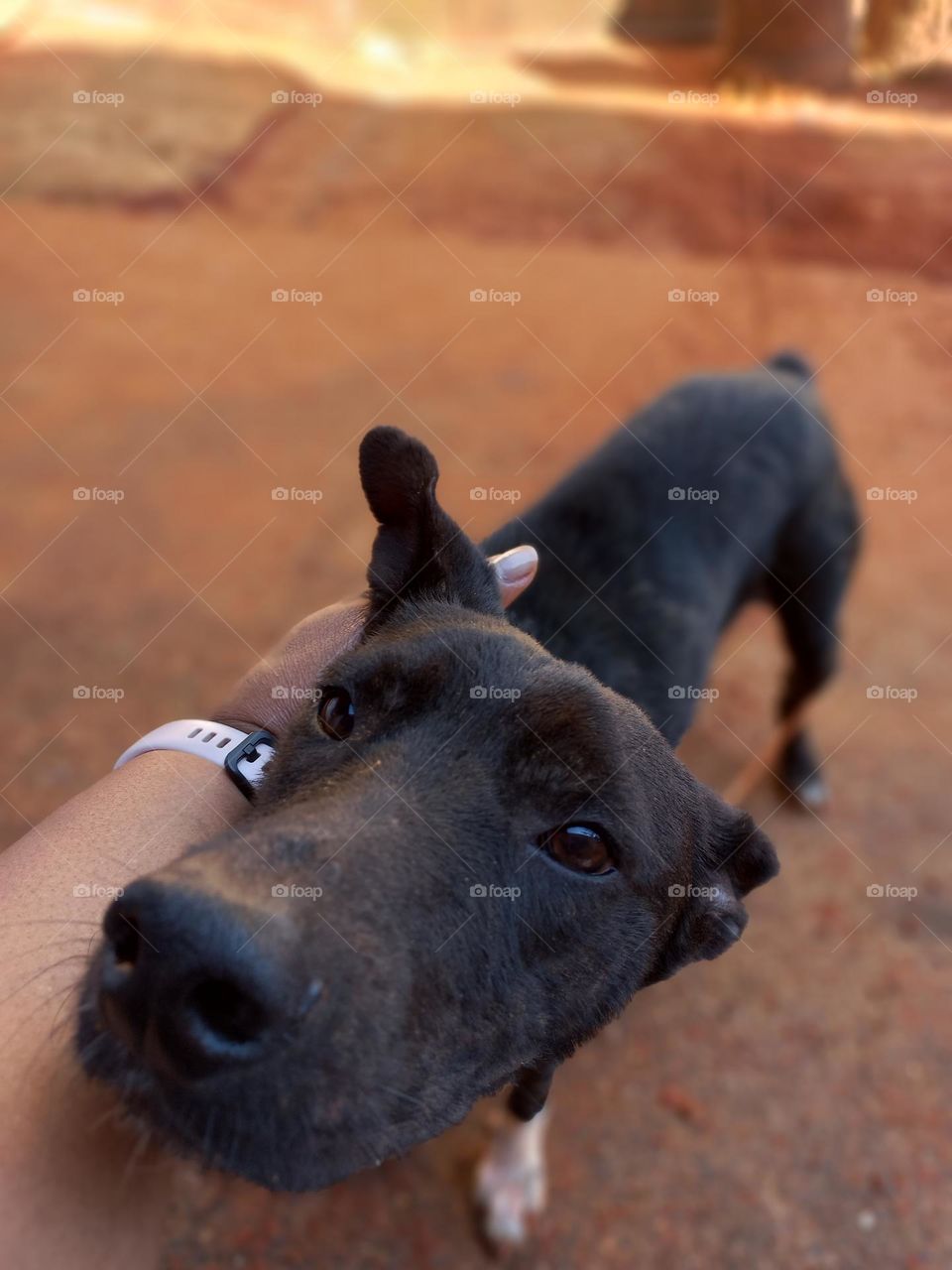 Os cães são animais sociais e preferem ter companhia. Isso, é claro desde que essa companhia seja alguém de quem eles gostam ou confiam. Os cães são animais amáveis, carinhosos e obedientes aos seus tutores ou donos