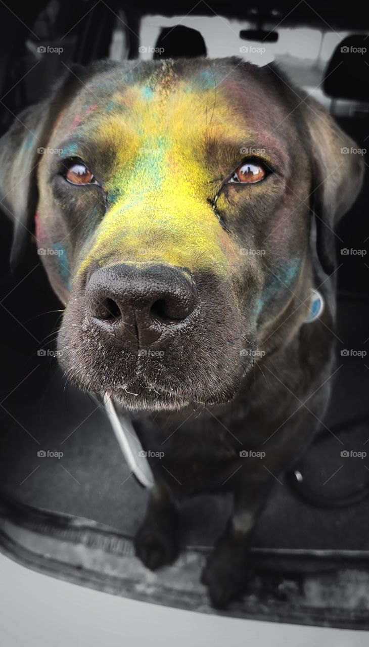 Holi Shooting with dog