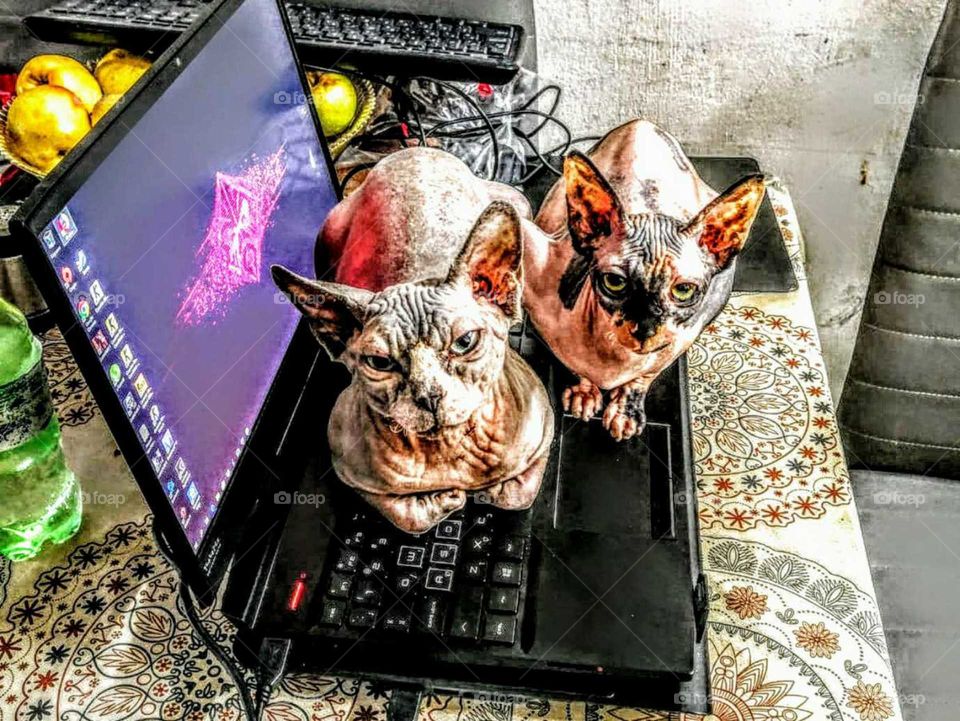 Thirst for knowledge. (Series: Cats of the Sphinxes, 2019)