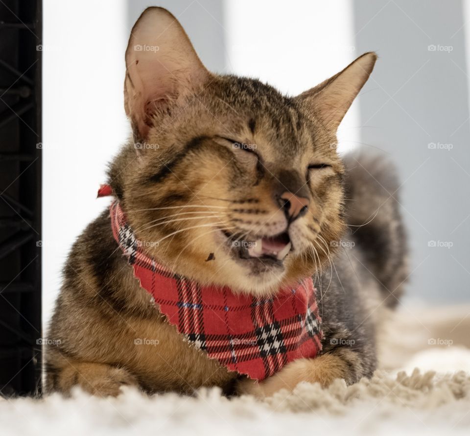 Funny face of cute cat