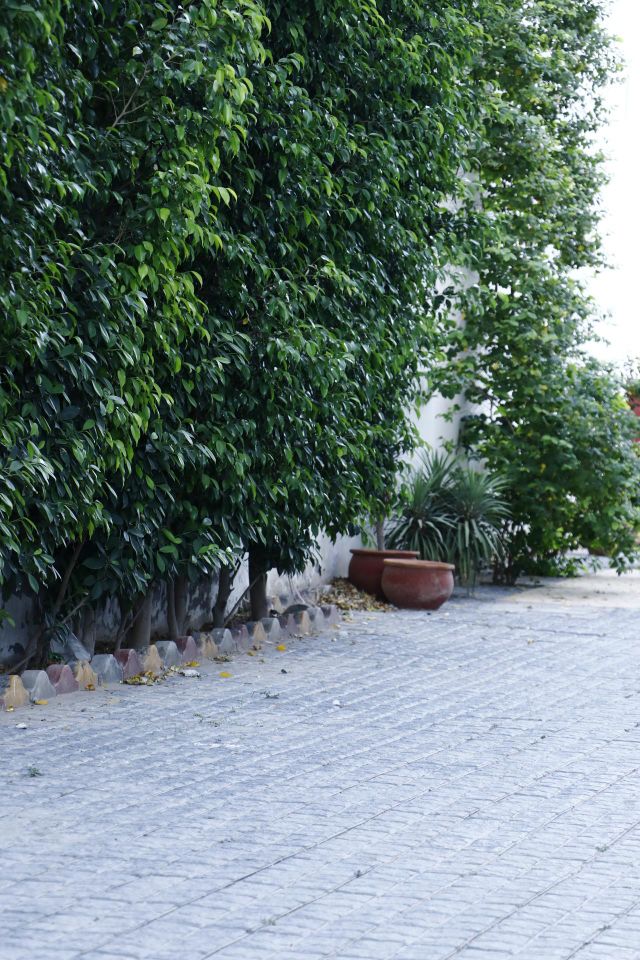 urban nature:plants