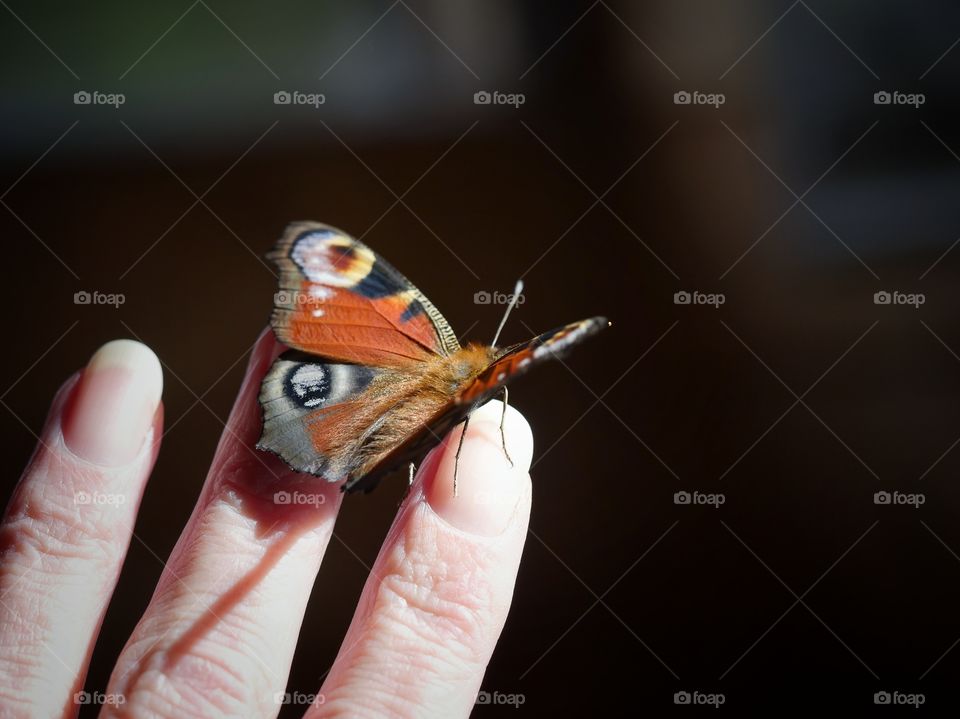 Peacock butterfly on hand