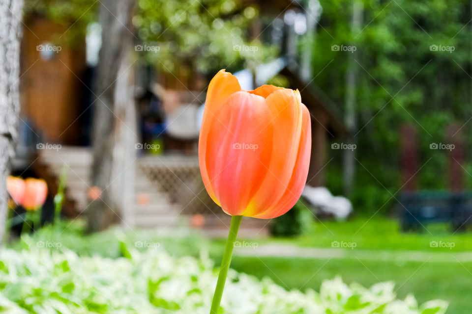 Single orange tulip foreground, mountain cabin in blurred background