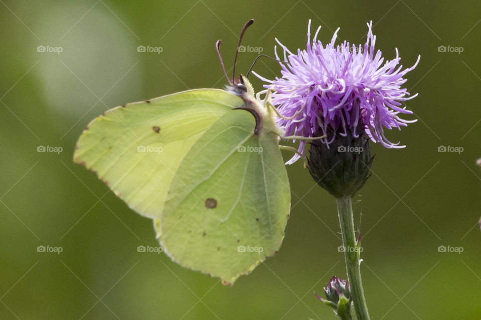 Yellow green brimstone butterfly on purple flower 