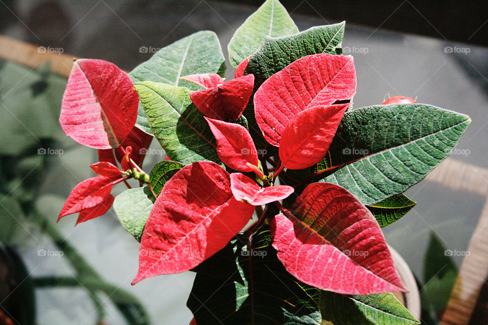 Christmas poinsettia 