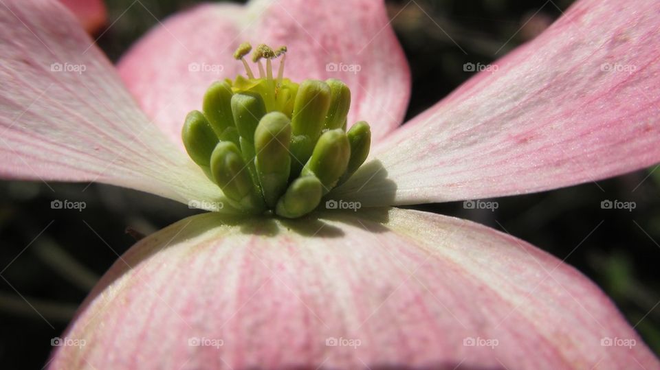 Macro shot of pink dogwood flower