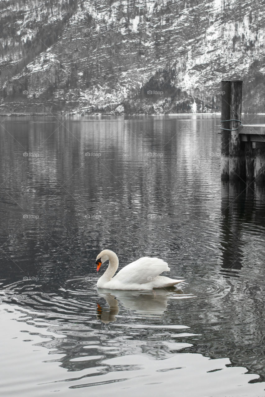 White swan swimming on the lake Hallstater See. UNESCO world culture heritage site, Austria. Snow covered winter mountains reflected in water.
Nature background. Vacation and journey concept.