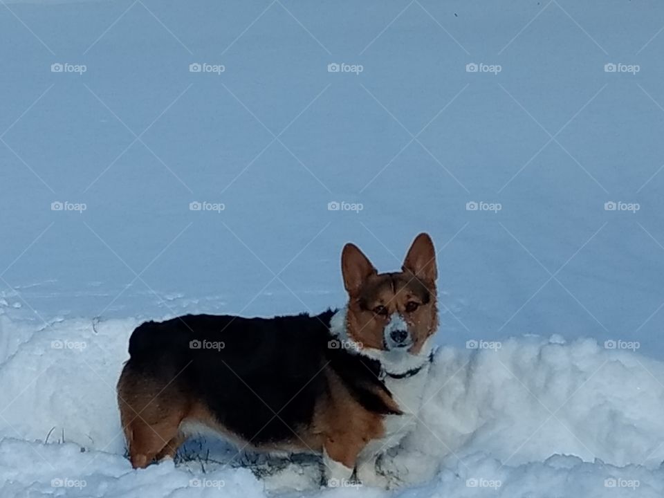 this corgi loves the snow