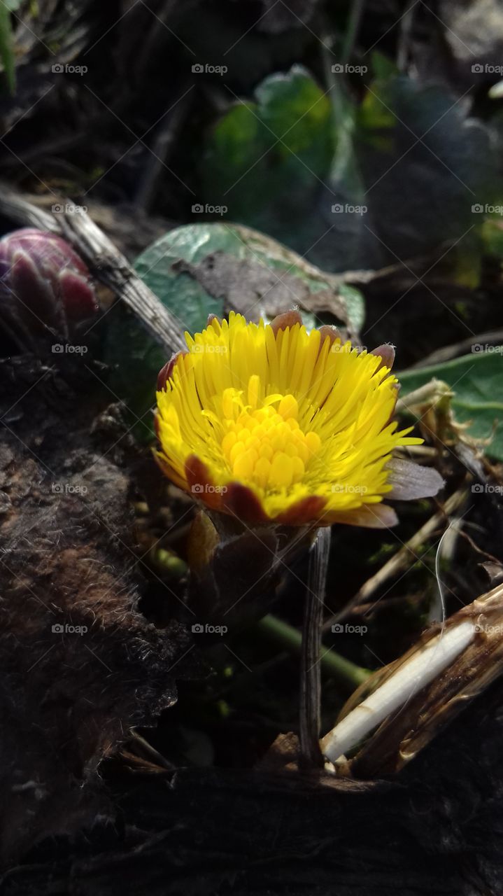 Tussilágo - spring flower