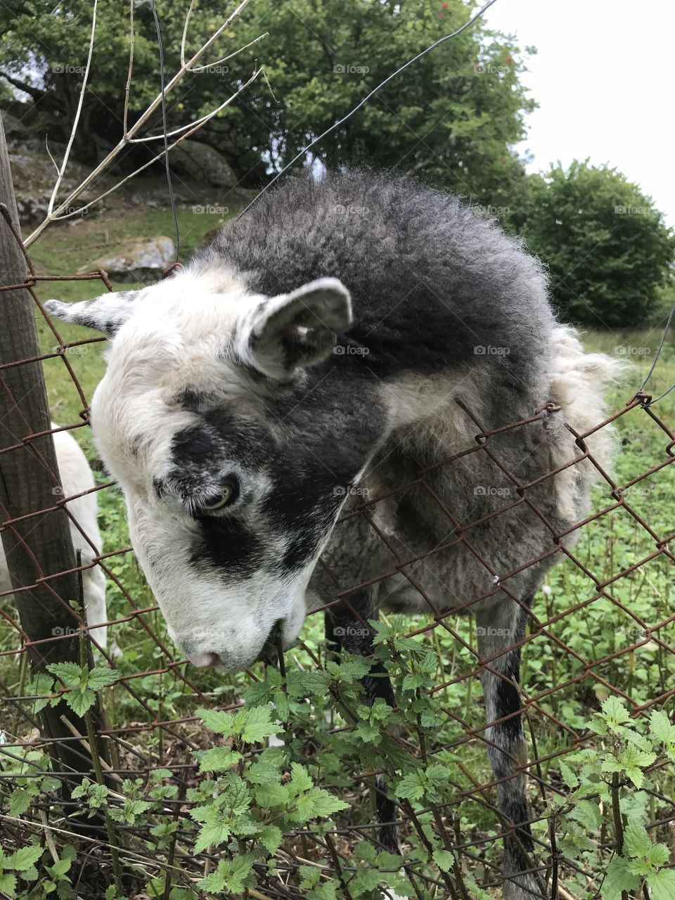 A sheep looking down to get some grass.