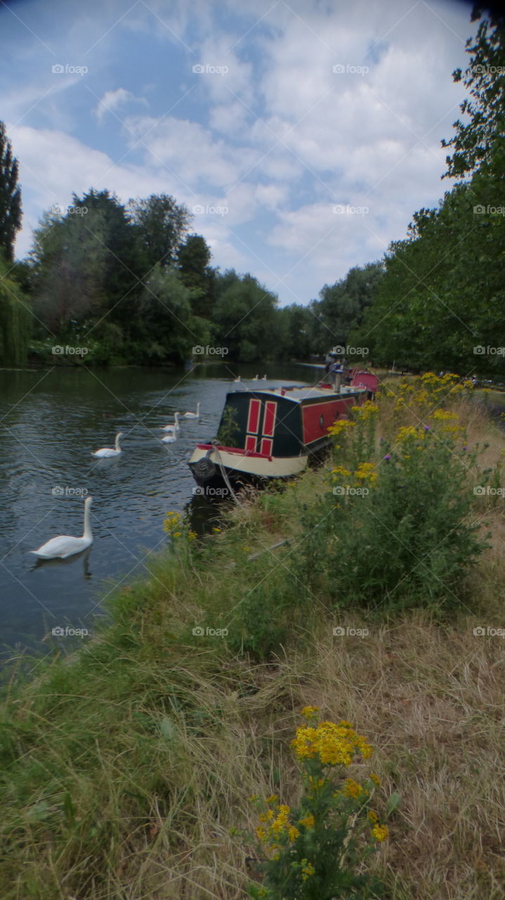 Riverside filled by beautiful  narrow boats white swans swimming by flowers blooming on the side during summer time
