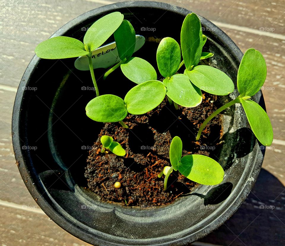 seedlings growing in a pot