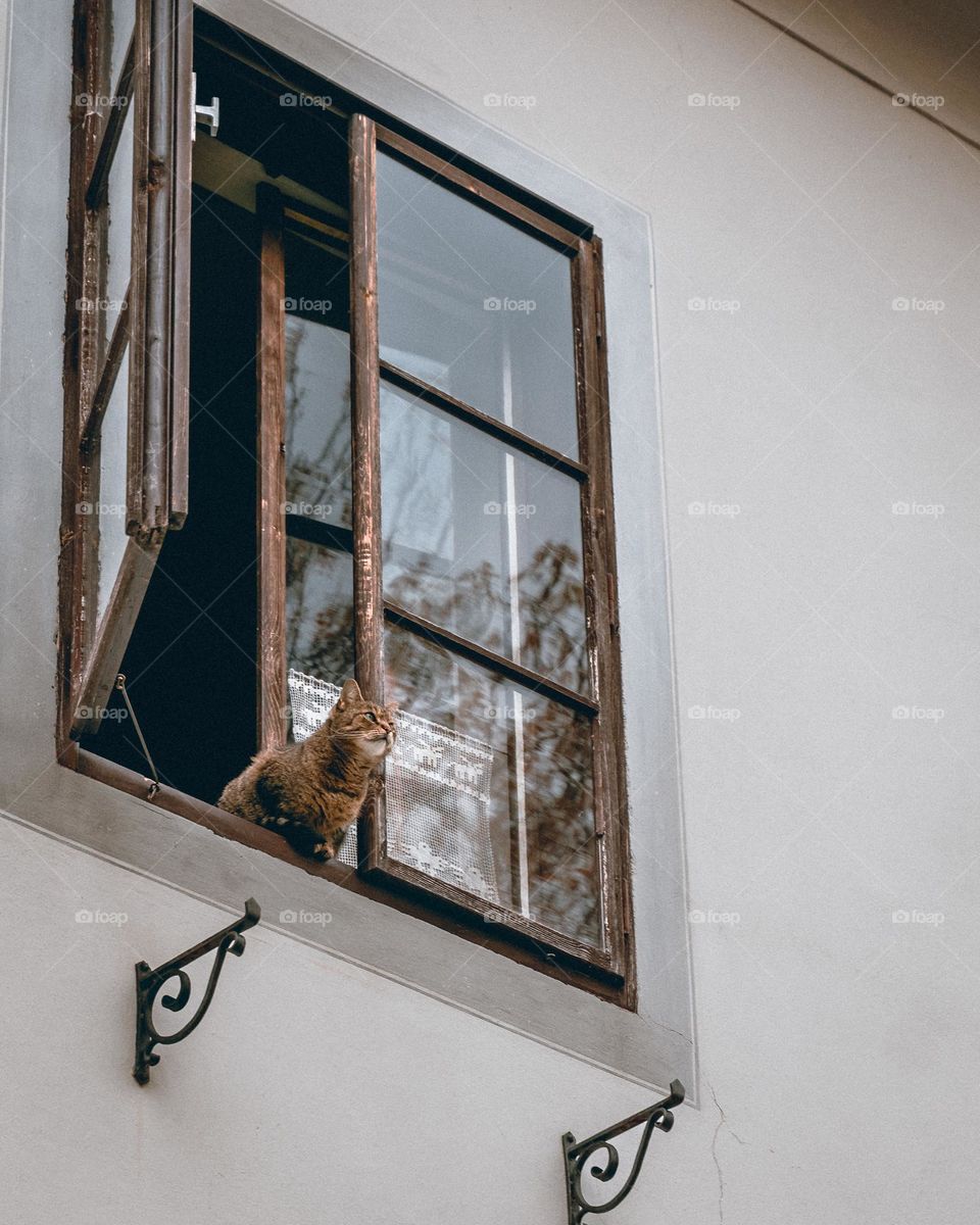 Cat in window sill