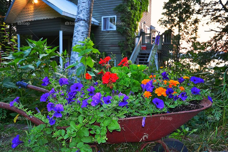 Flowers planted in wheelbarrow. Riot of colourful flowers planted in old rusty wheelbarrow