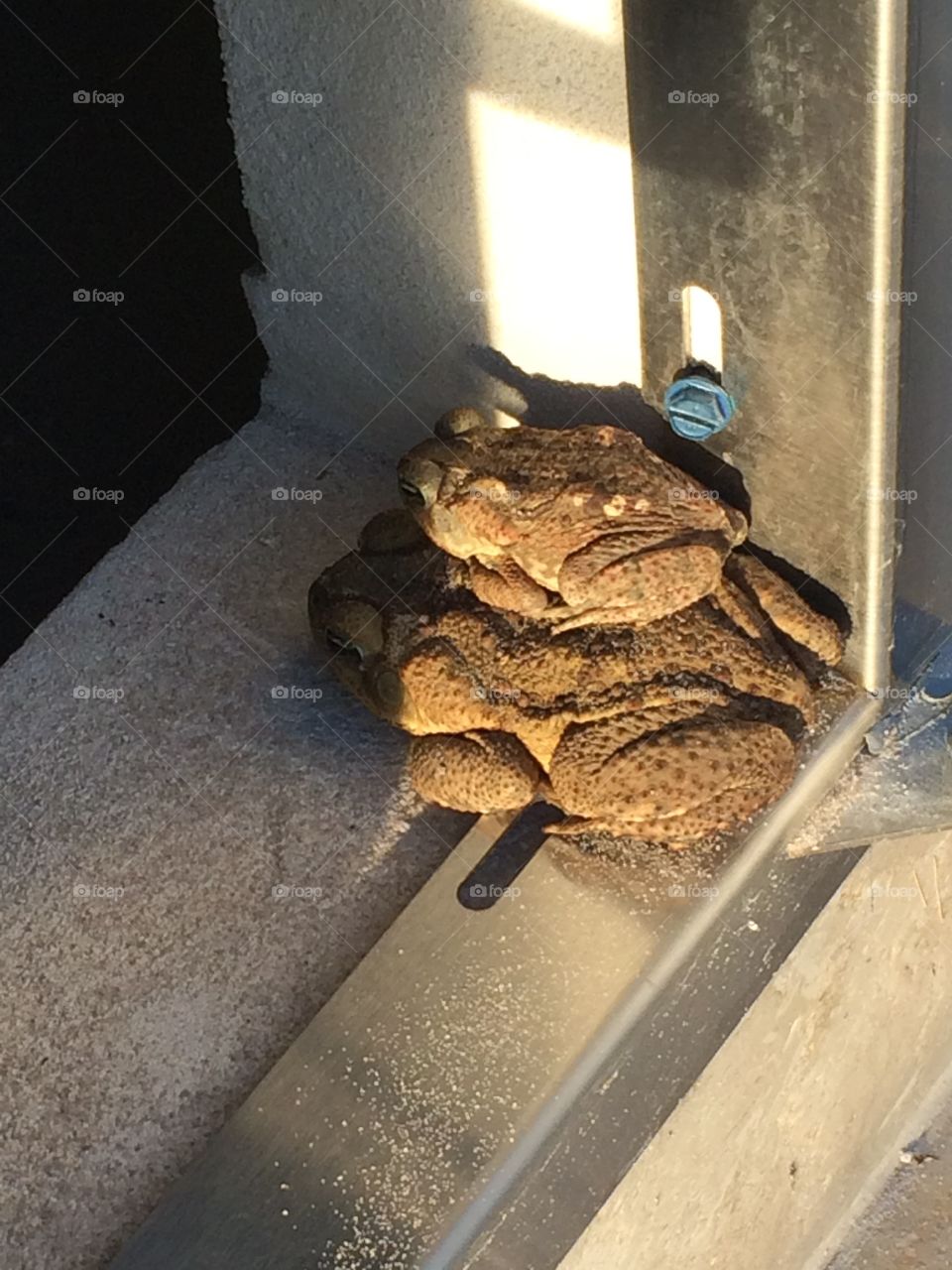 Bufo toads