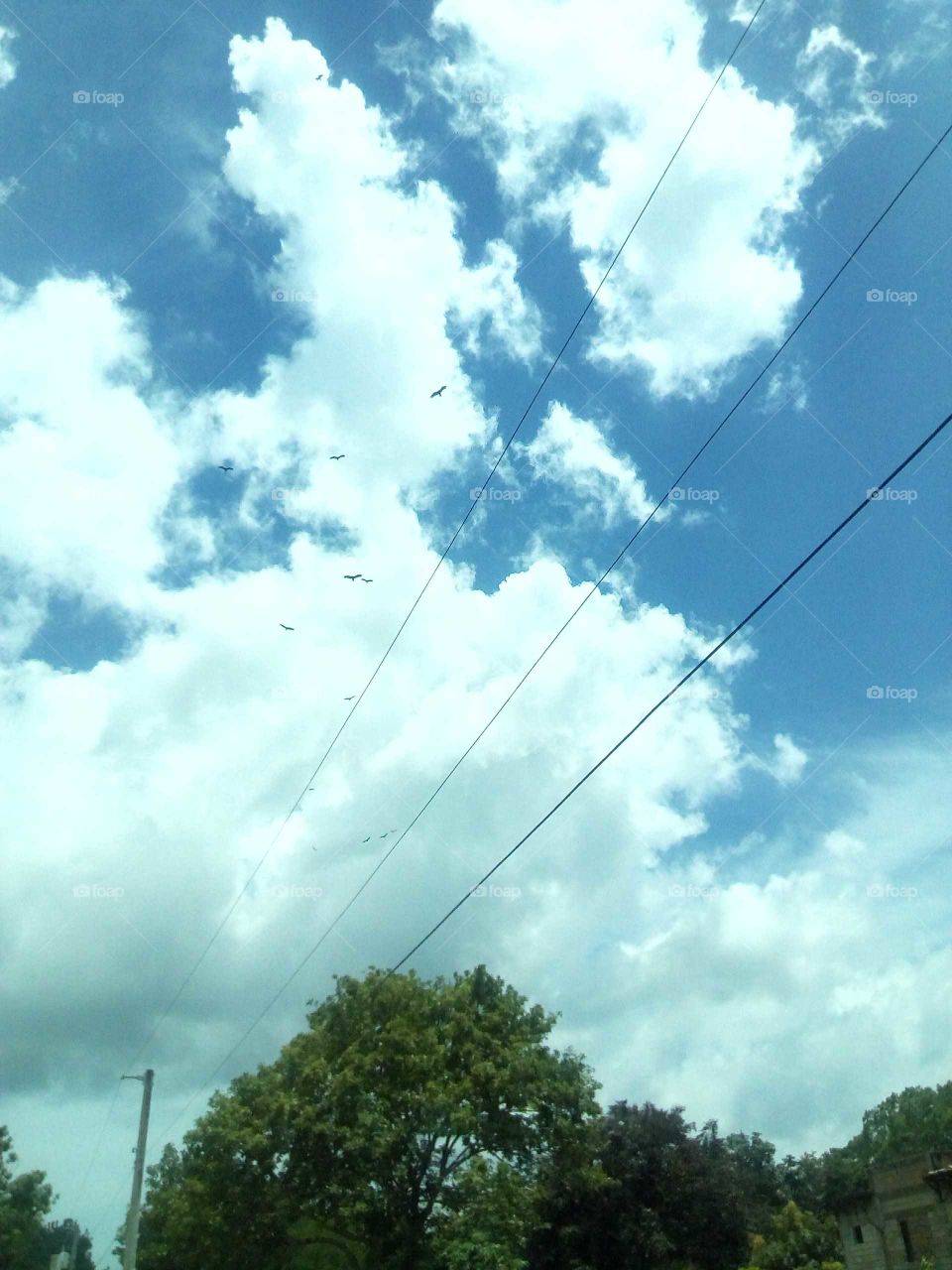 this picture said a lot of words just by looking at this picture you will see the amazing bird in the sky