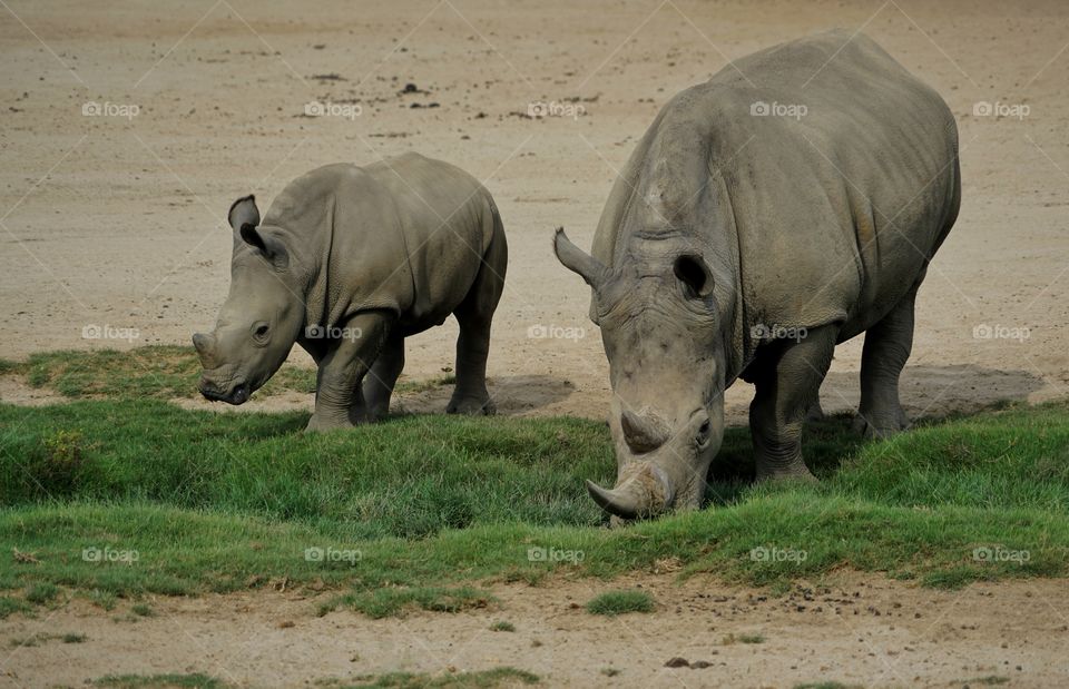 Rhinoceros Mother With Juvenile