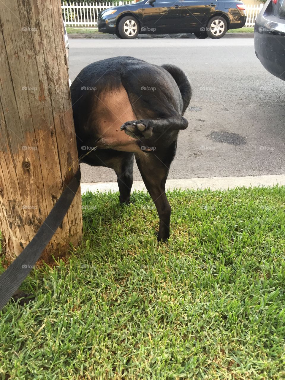 Black Dog Peeing on Wood Light Post and Leash