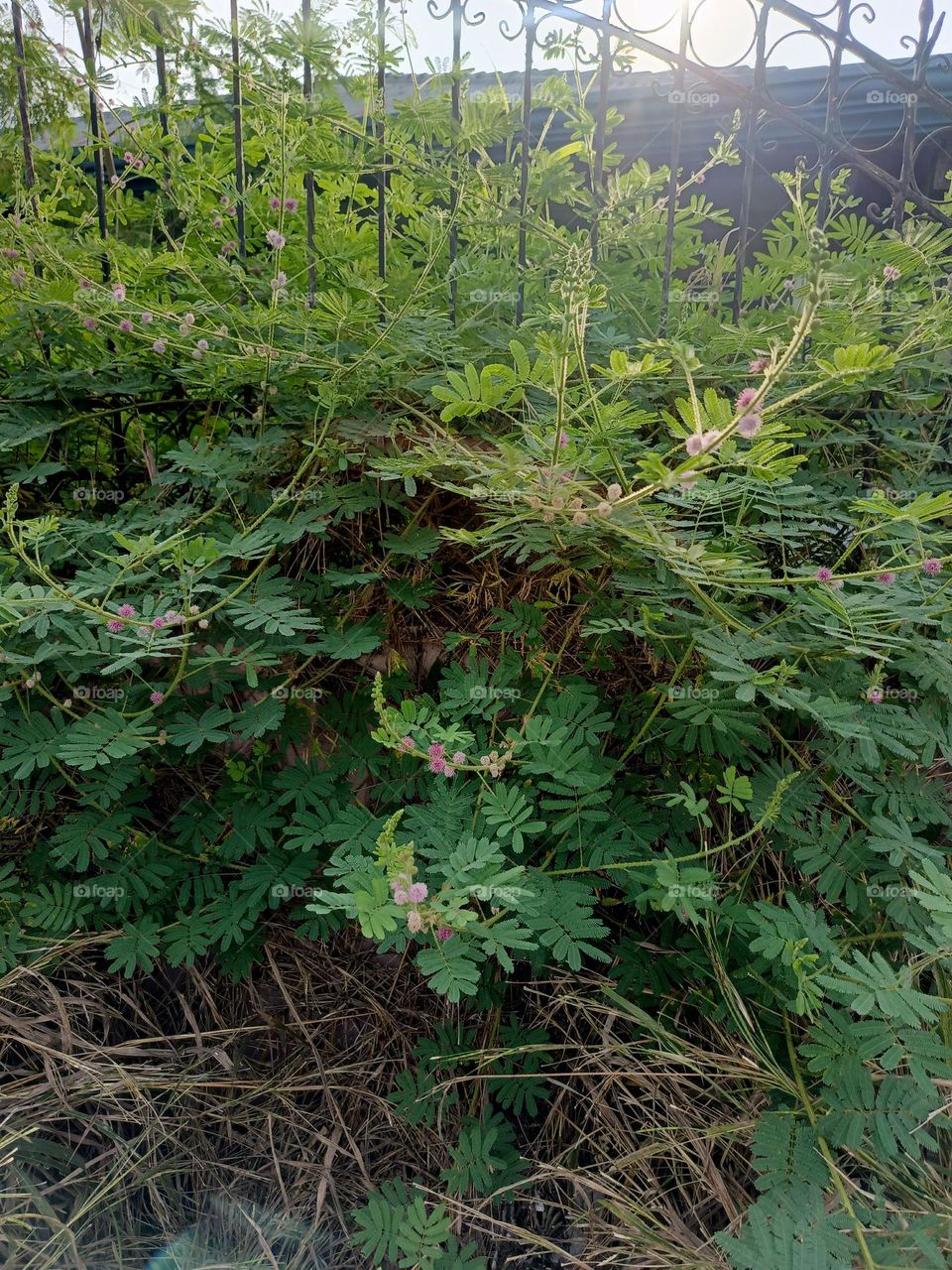 "Amid the tangle of green, tiny pink blossoms shyly peek out, reminding us that beauty often thrives in unexpected places."