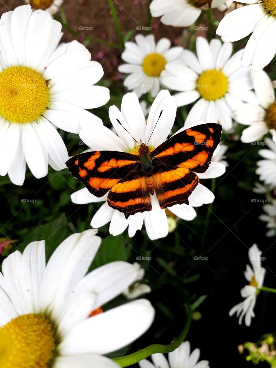 Nature photography, Butterfly spreading it's wings