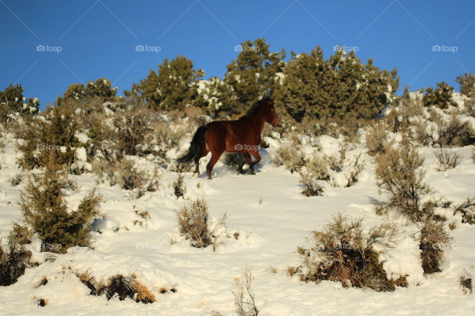 Wild Mustang 