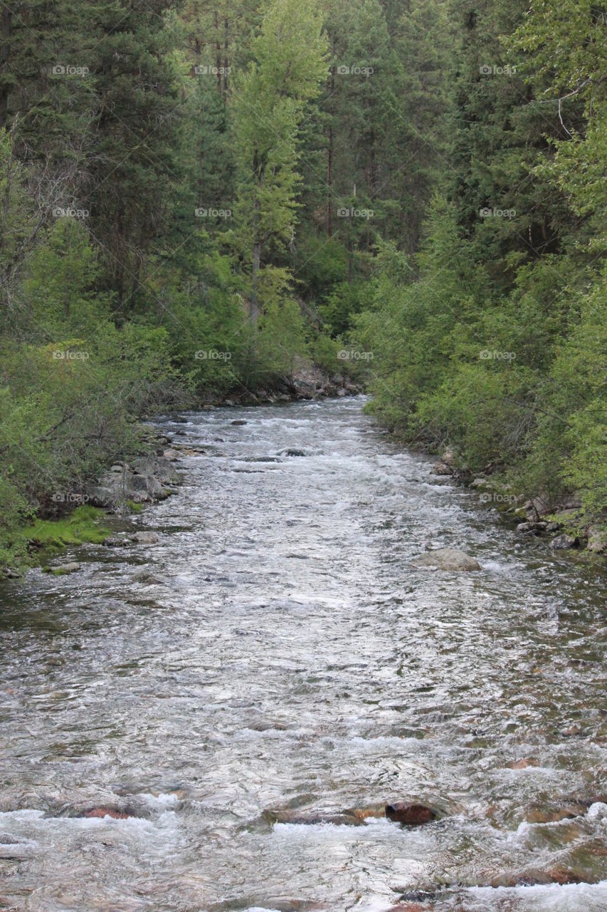 Beauty in the woods. River and wooded area in Montana