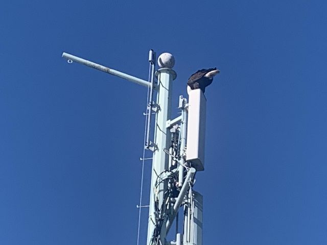 A Bald Eagle on Top of a tower 