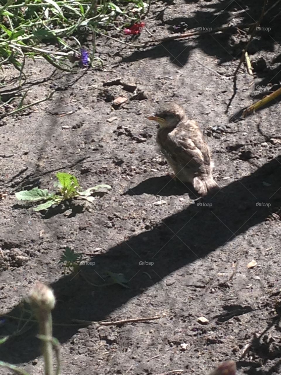 Baby sparrow waiting to be fed