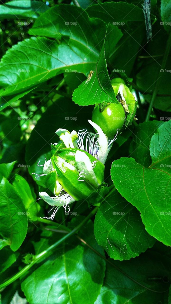 Passion fruit plants that are blooming naturally beautiful