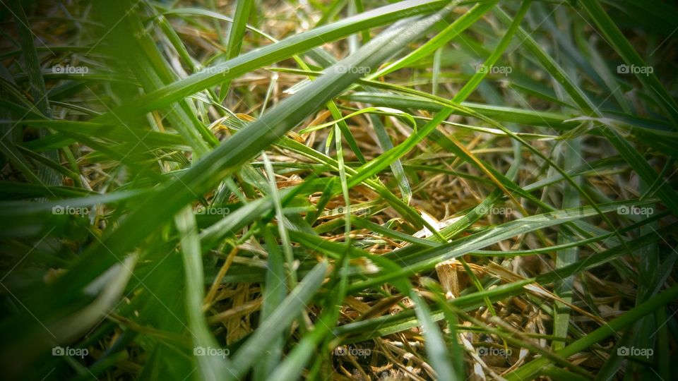 Grass